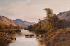 Cattle in the Highlands