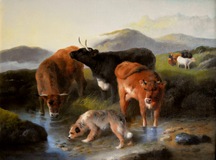 Cattle &amp; Dog Watering