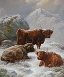 Highland Cattle in Winter
