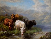 Highland Cattle Watering