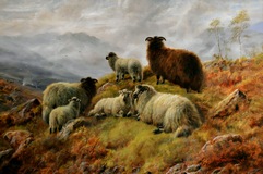 Sheep in the Highlands