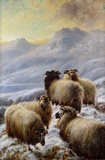 Sheep in the Winter Highlands
