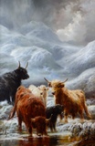 Cattle in the Winter Highlands