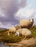 Sheep Resting