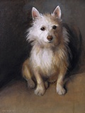 A West Highland Terrier
