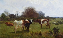 Cows Grazing in the Meadow