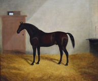 Hunter in stable
