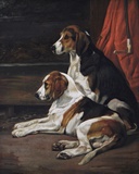 Study of Foxhounds