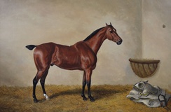 Bay Hunter in a Stable