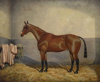 Bay Racehorse in a Stable
