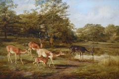 Fallow Deer Watering at Ashstead Park