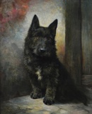 Scottish Terrier