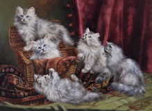 Grey Persians