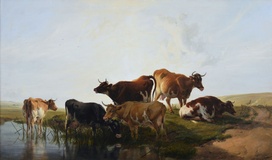 Cattle Resting