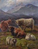 Cattle & Sheep in the Scottish Highlands