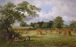 Cornfield