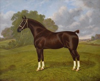 Hackney Stallion