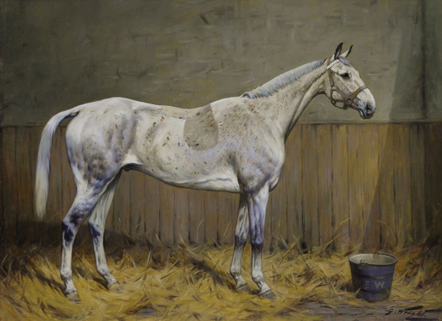 Fleabitten Grey Horse in a Stable