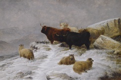 Highland Cattle & Sheep in Winter