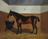 Bay Horse in a Stable