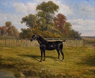 Black Horse in a Field